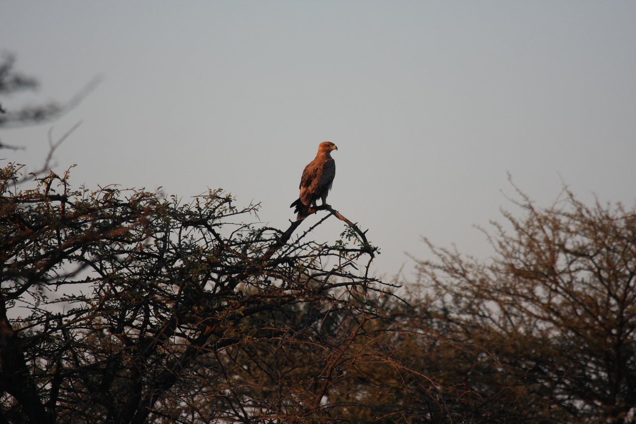 [3464] 2016_06_22_12_09_32_Africa_Canon_EOS_40D_IMG__00806.jpg