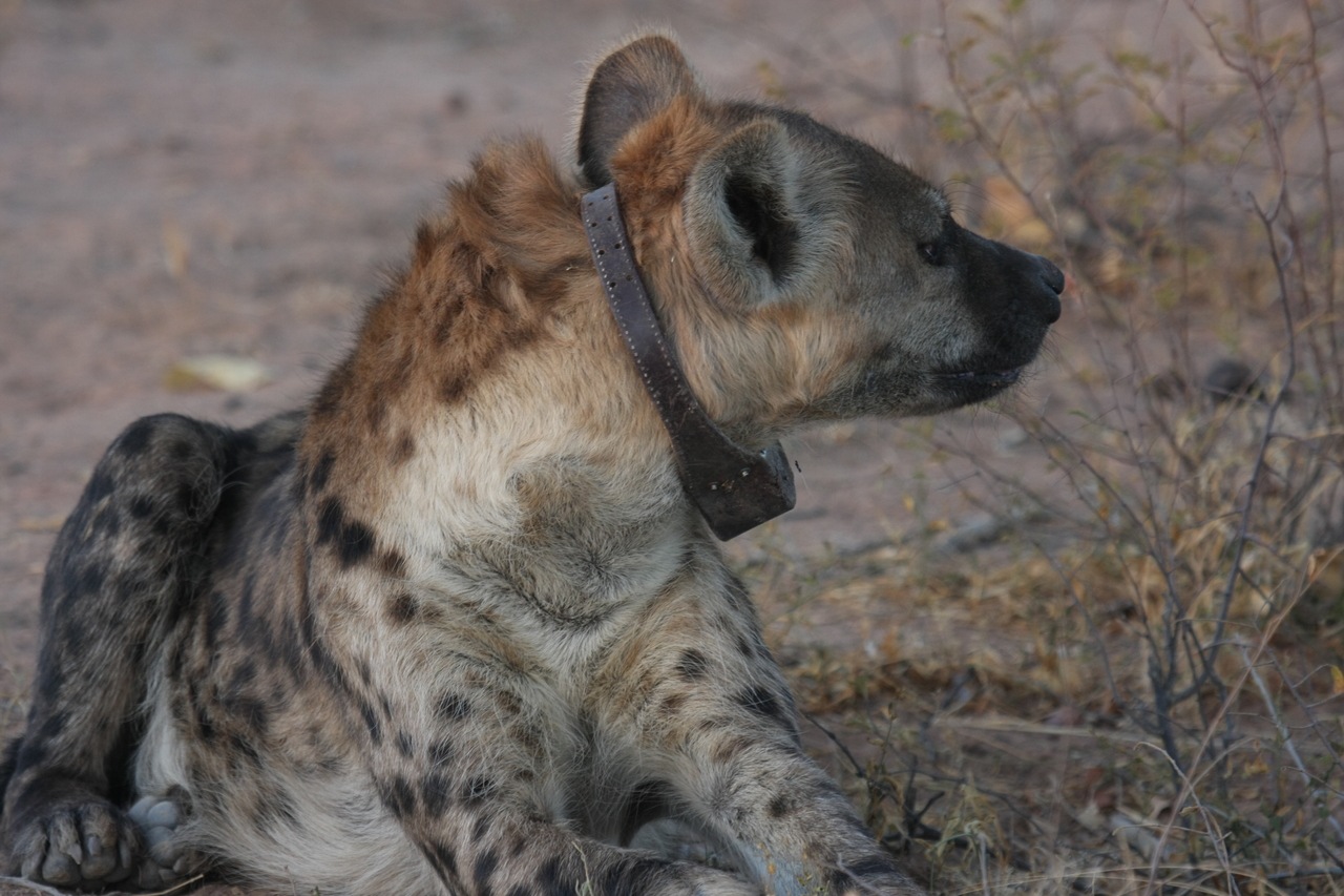 [3472] 2016_06_22_12_10_06_Africa_Canon_EOS_40D_IMG__08274.jpg
