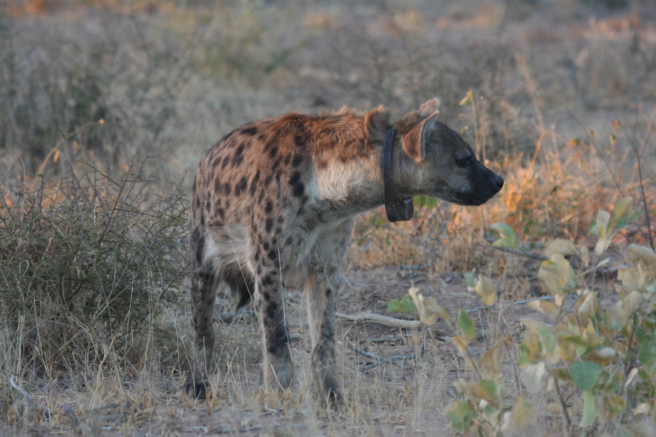 [3485] 2016_06_22_12_11_08_Africa_Canon_EOS_40D_IMG__00811.jpg
