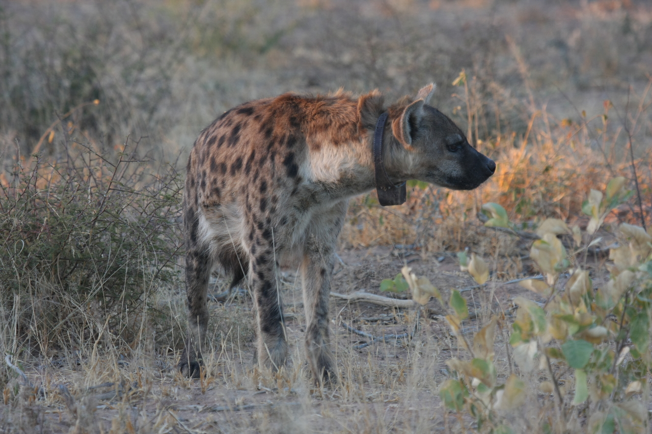 [3491] 2016_06_22_12_11_11_Africa_Canon_EOS_40D_IMG__00831.jpg
