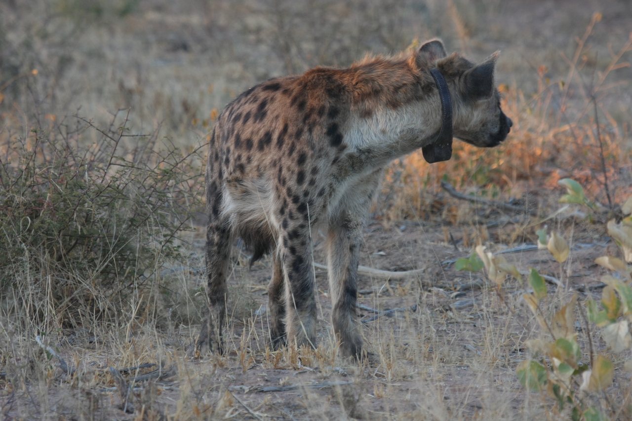 [3494] 2016_06_22_12_11_25_Africa_Canon_EOS_40D_IMG__00814.jpg