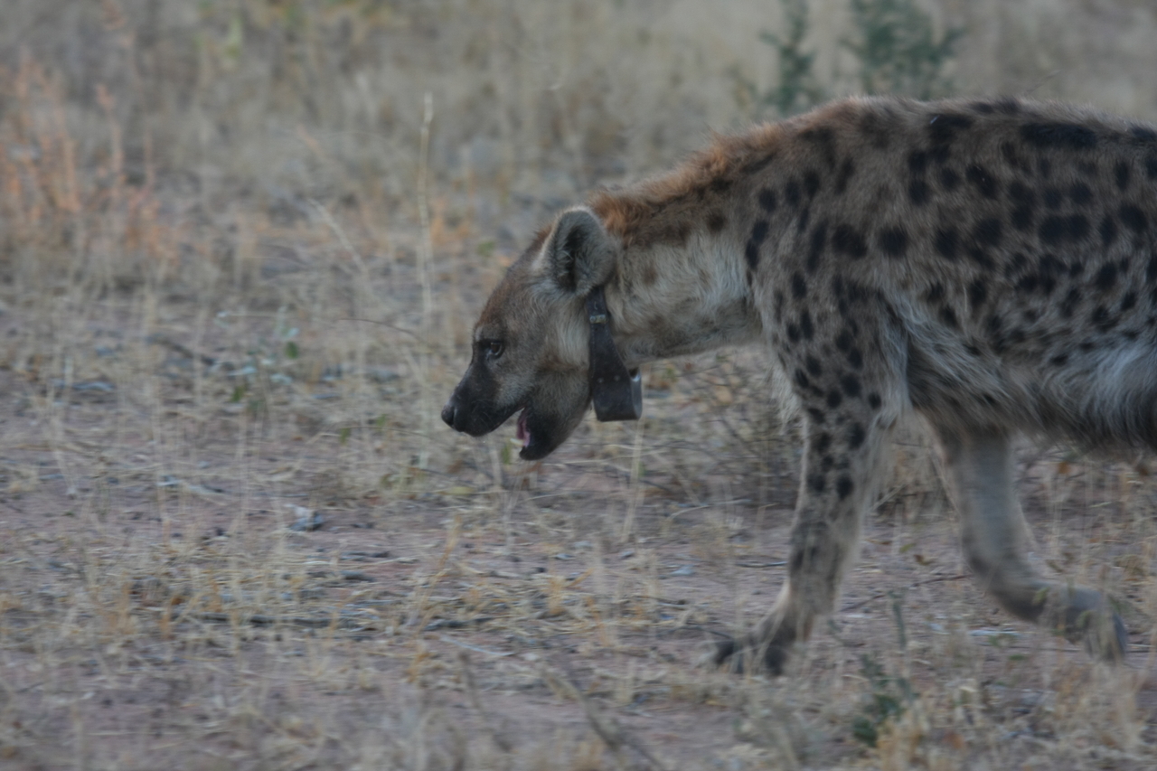 [3499] 2016_06_22_12_11_46_Africa_Canon_EOS_40D_IMG__00815.jpg