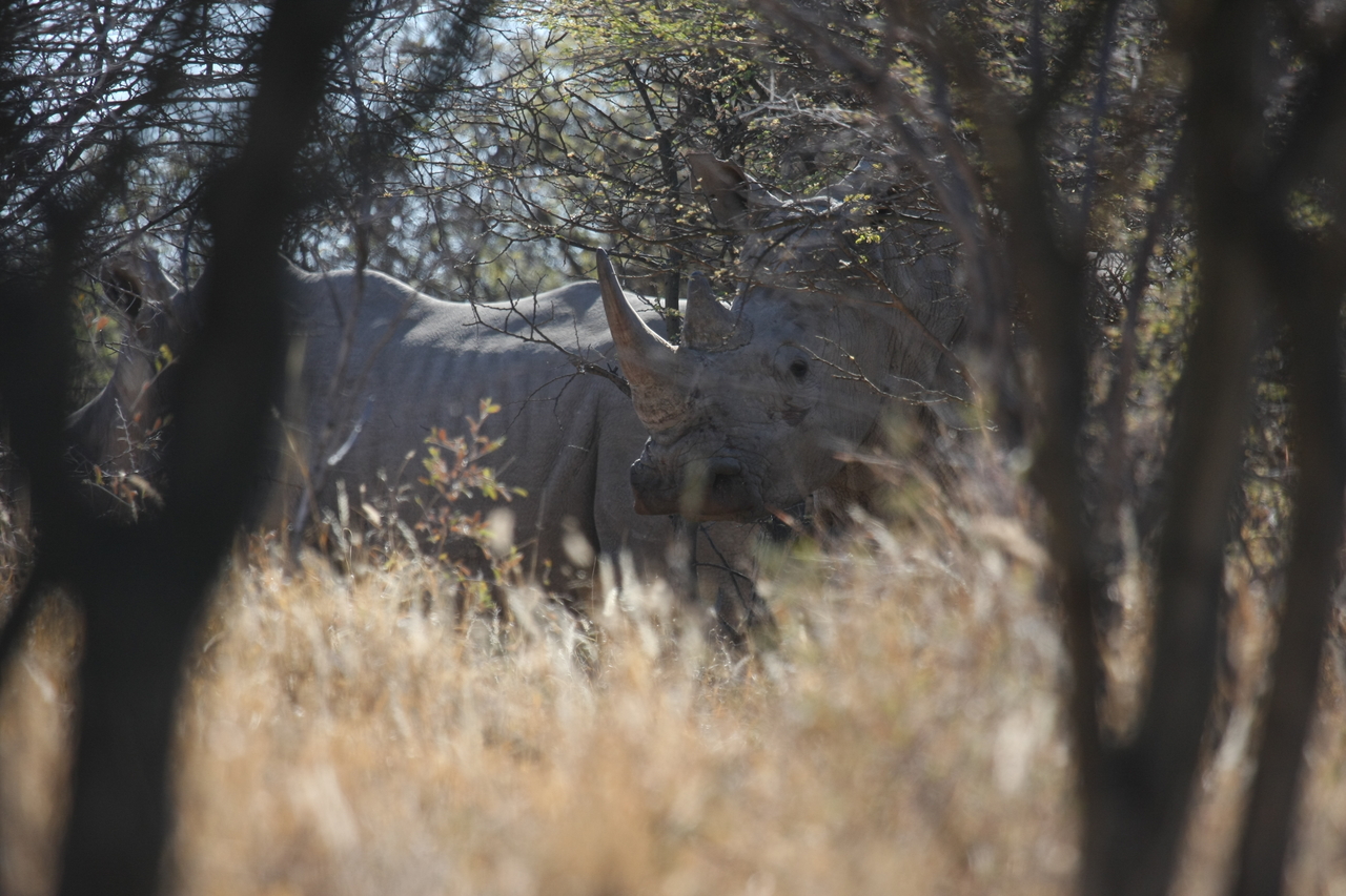 [4582] 2016_06_23_04_16_35_Africa_Canon_EOS_40D_IMG__00836.jpg