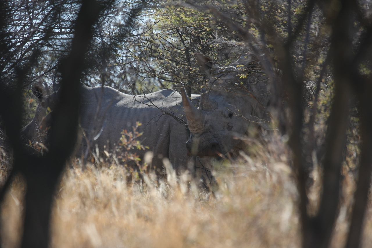 [4584] 2016_06_23_04_16_35_Africa_Canon_EOS_40D_IMG__00838.jpg