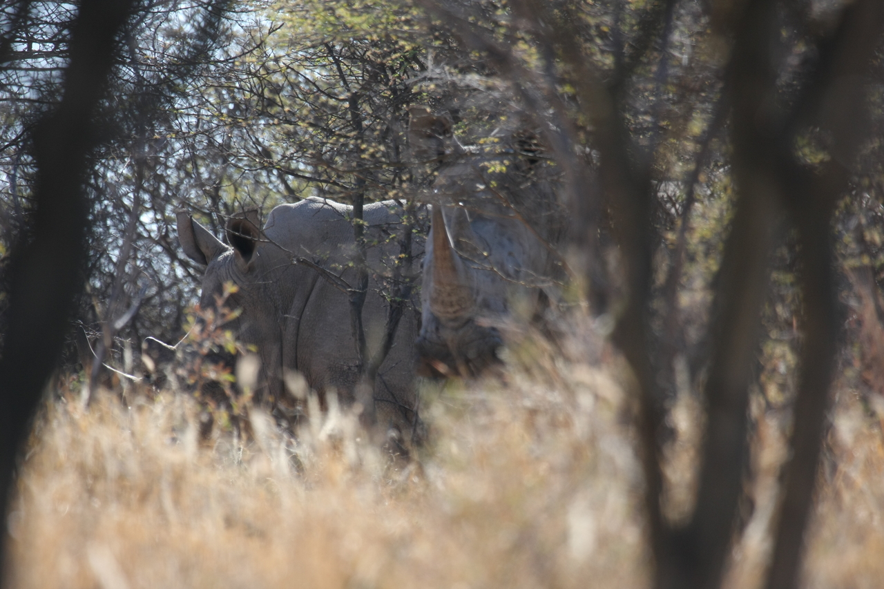 [4593] 2016_06_23_04_16_56_Africa_Canon_EOS_40D_IMG__00840.jpg