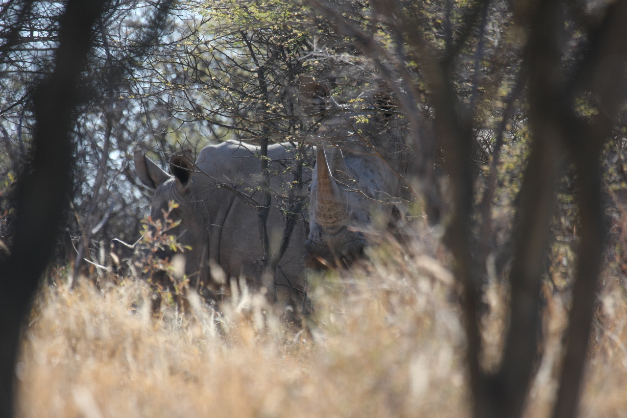 [4594] 2016_06_23_04_16_56_Africa_Canon_EOS_40D_IMG__00841.jpg