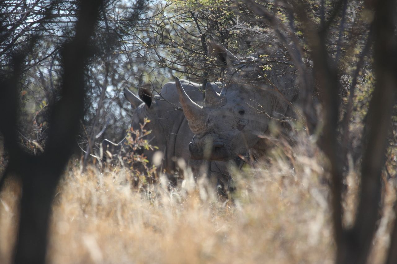 [4602] 2016_06_23_04_16_59_Africa_Canon_EOS_40D_IMG__00844.jpg