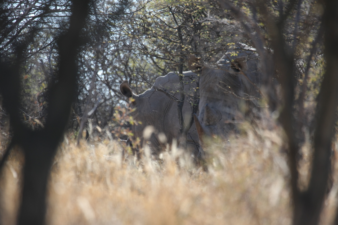 [4613] 2016_06_23_04_17_05_Africa_Canon_EOS_40D_IMG__08293.jpg