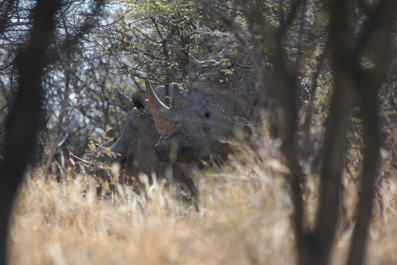 [4615] 2016_06_23_04_17_12_Africa_Canon_EOS_40D_IMG__00014.jpg