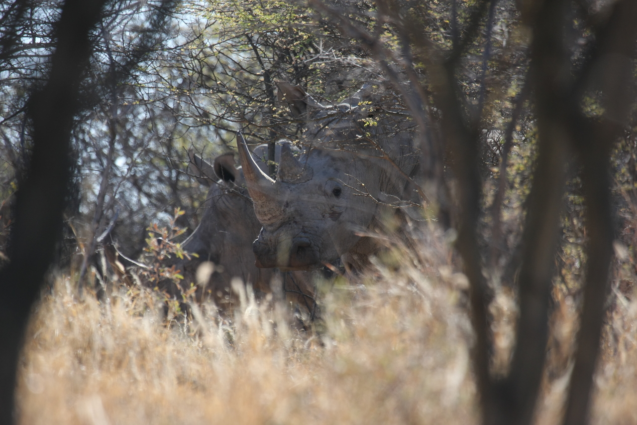 [4618] 2016_06_23_04_17_12_Africa_Canon_EOS_40D_IMG__00849.jpg