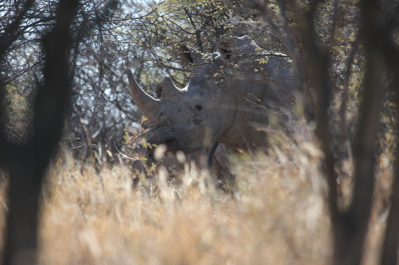 [4623] 2016_06_23_04_17_28_Africa_Canon_EOS_40D_IMG__00850.jpg