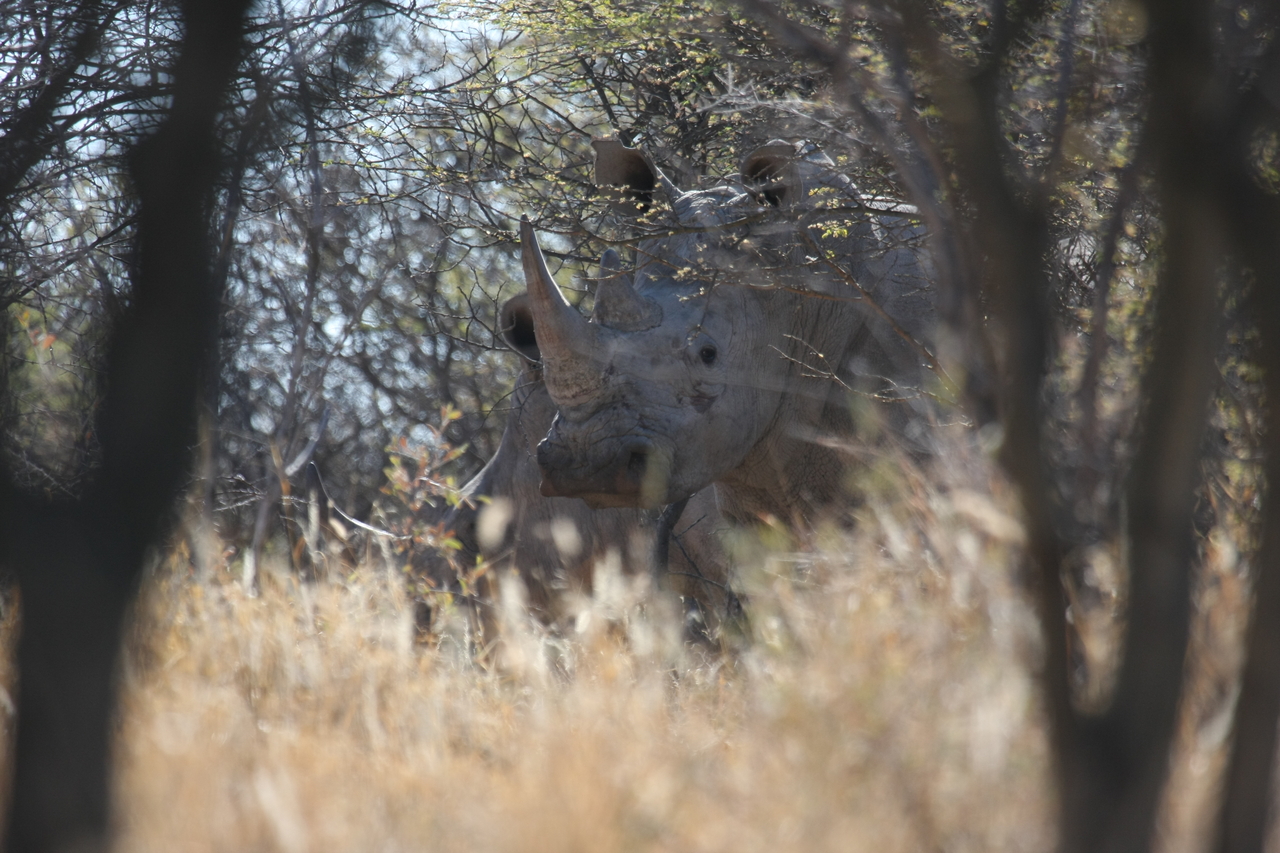 [4630] 2016_06_23_04_17_30_Africa_Canon_EOS_40D_IMG__00853.jpg
