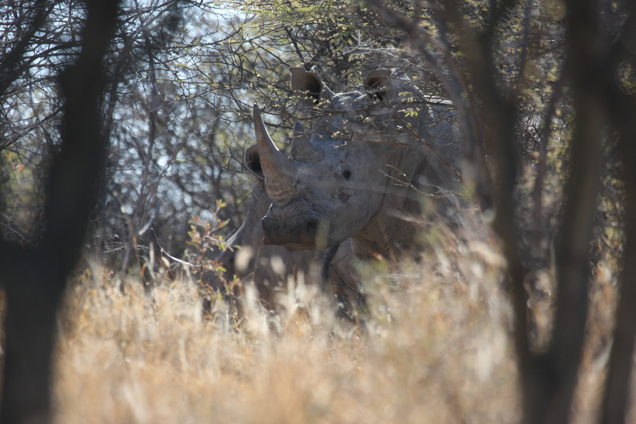 [4631] 2016_06_23_04_17_30_Africa_Canon_EOS_40D_IMG__08299.jpg