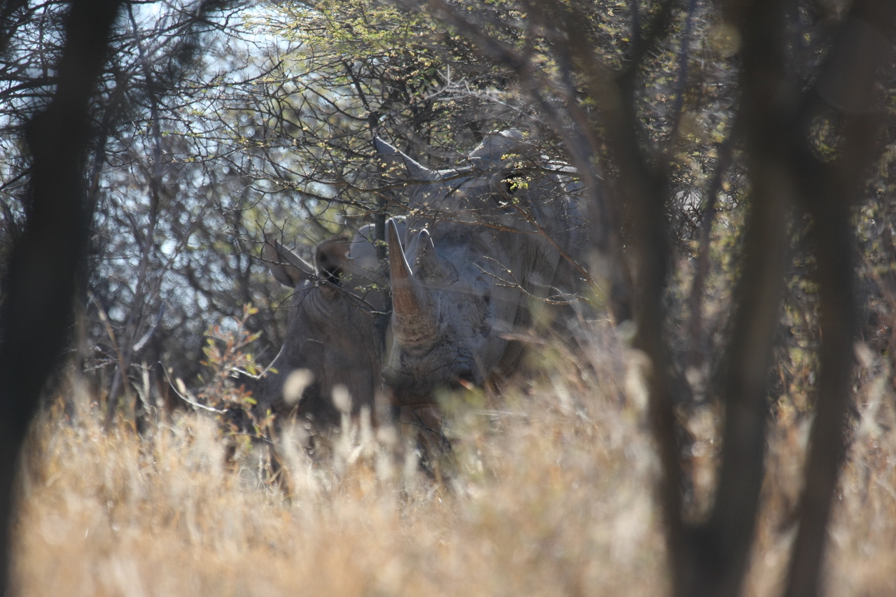 [4639] 2016_06_23_04_17_37_Africa_Canon_EOS_40D_IMG__00854.jpg