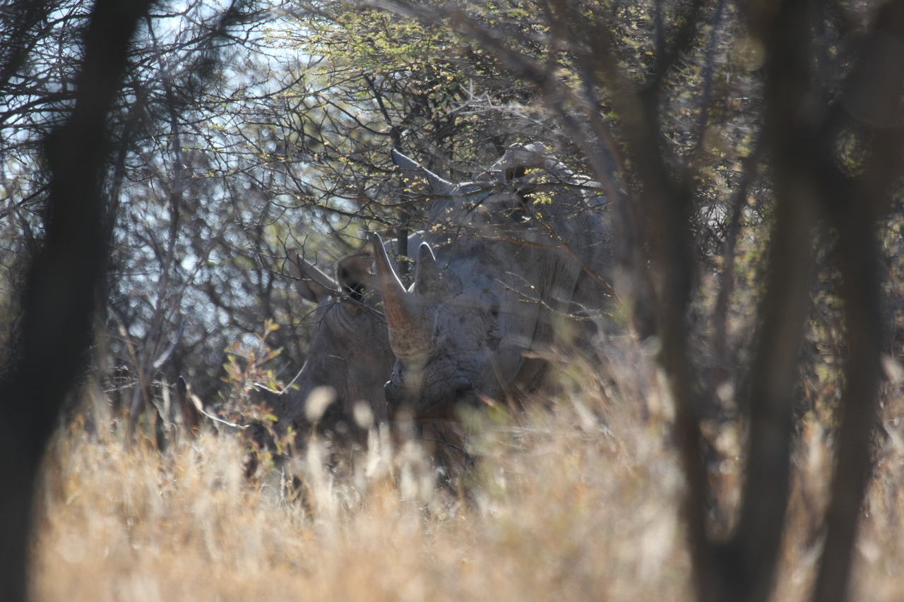 [4640] 2016_06_23_04_17_37_Africa_Canon_EOS_40D_IMG__00855.jpg