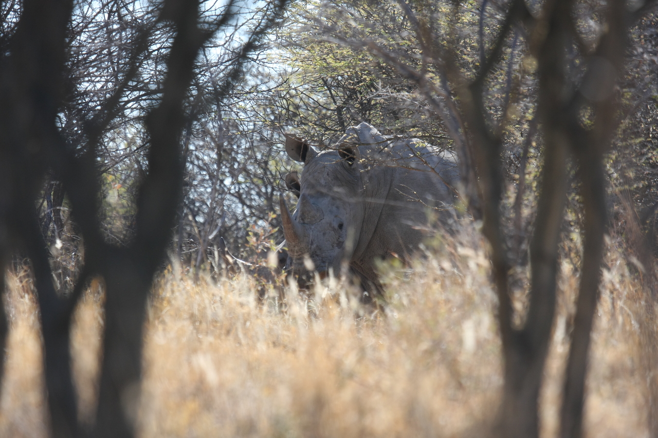 [4683] 2016_06_23_04_18_16_Africa_Canon_EOS_40D_IMG__08311.jpg