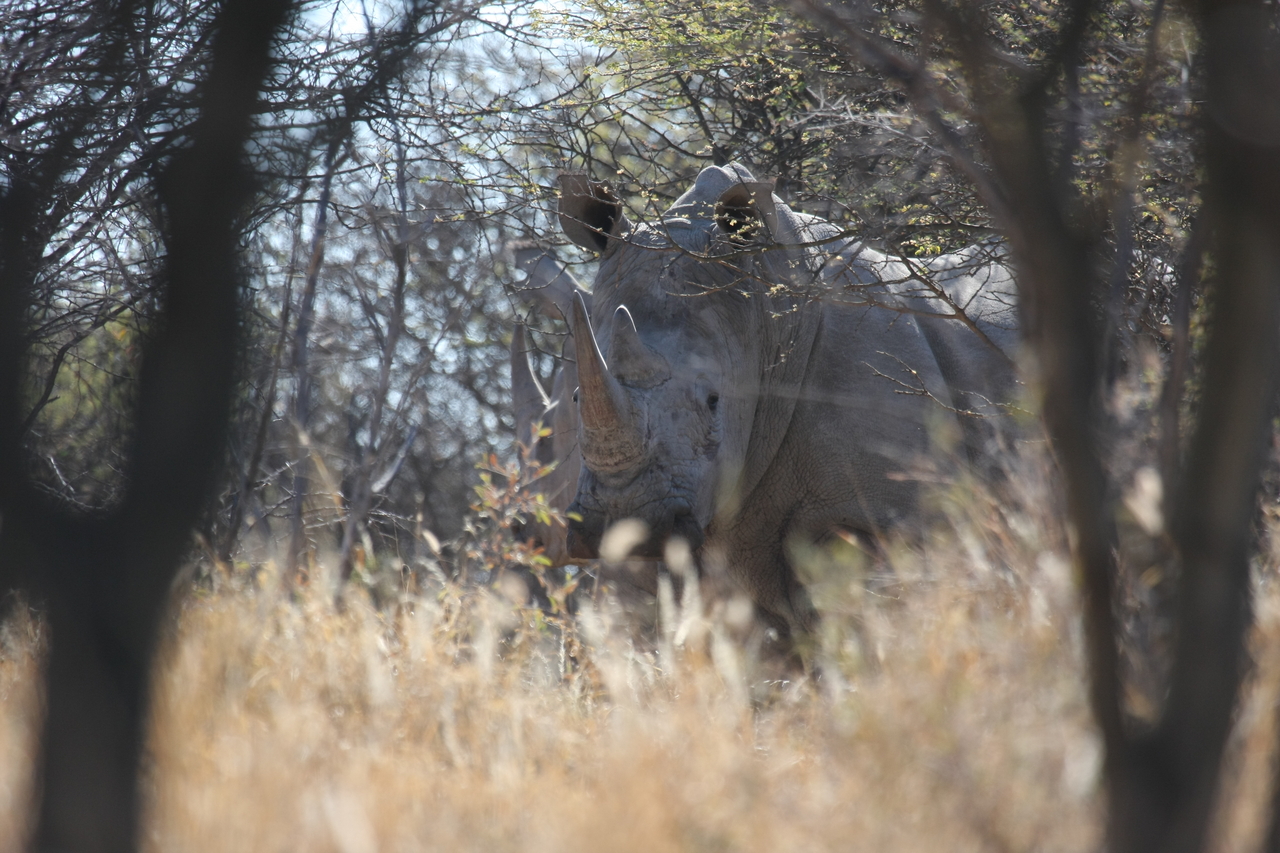[4712] 2016_06_23_04_18_55_Africa_Canon_EOS_40D_IMG__00875.jpg