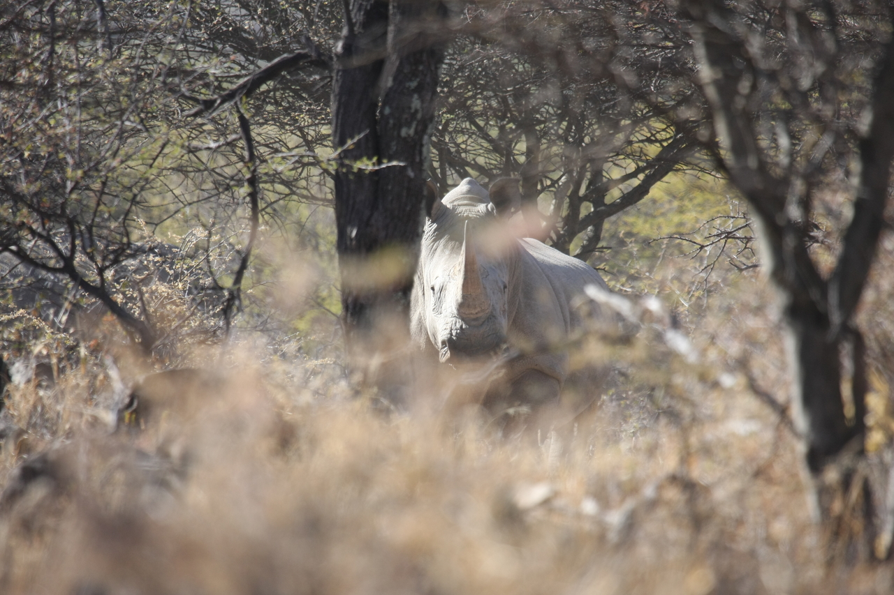 [4747] 2016_06_23_04_23_45_Africa_Canon_EOS_40D_IMG__00046.jpg
