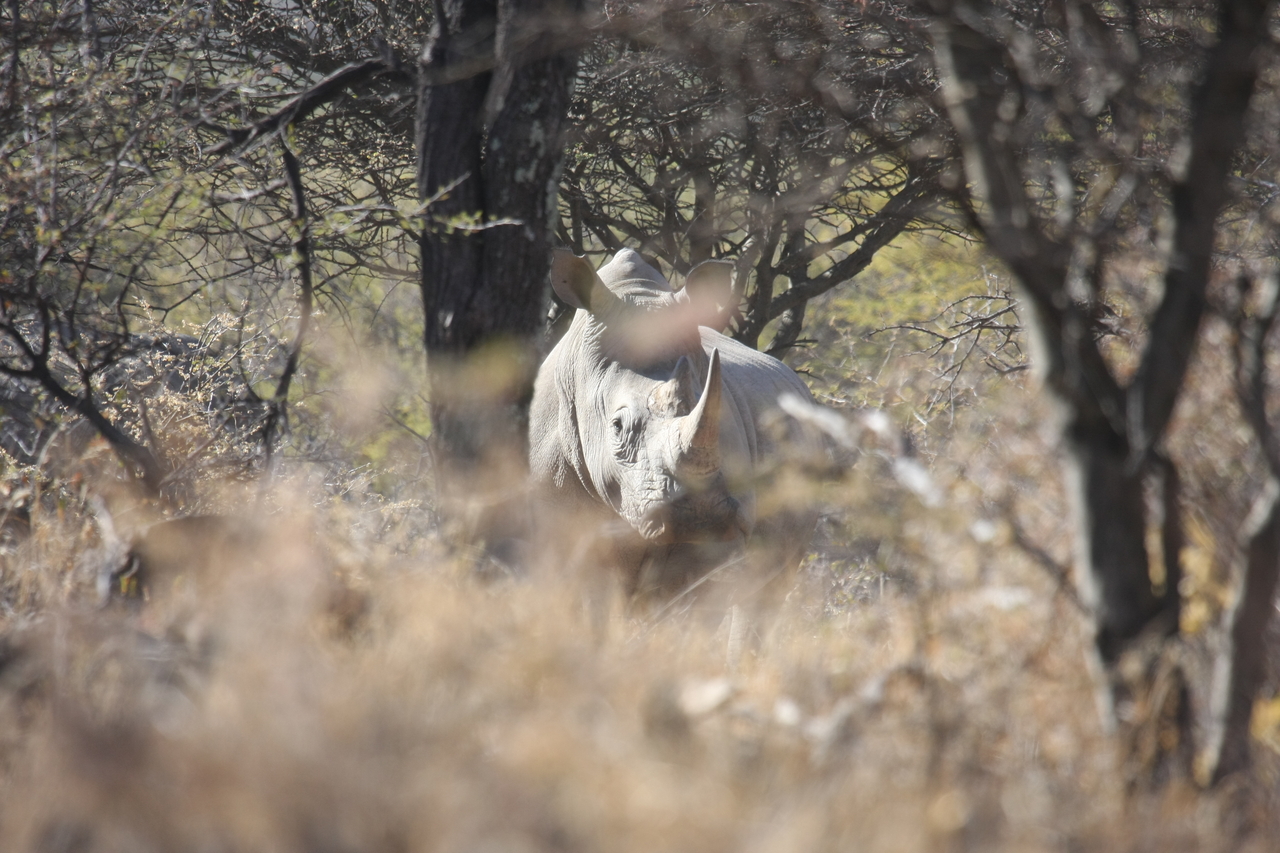 [4758] 2016_06_23_04_23_47_Africa_Canon_EOS_40D_IMG__00883.jpg