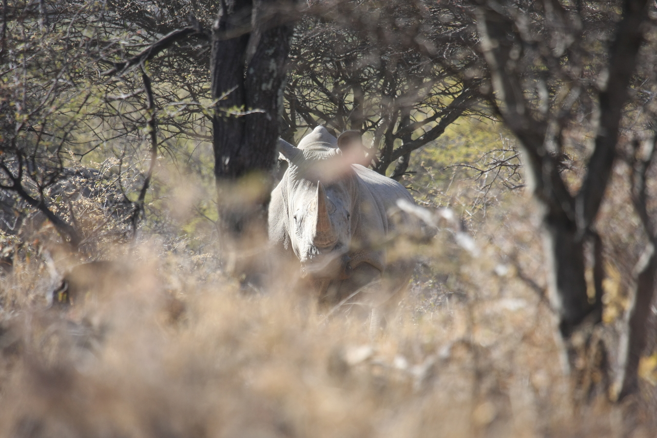 [4759] 2016_06_23_04_23_47_Africa_Canon_EOS_40D_IMG__00884.jpg