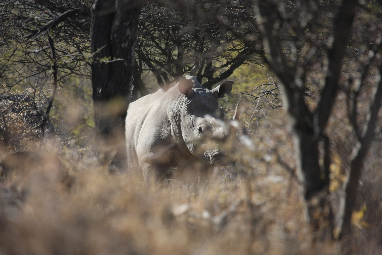 [4769] 2016_06_23_04_23_52_Africa_Canon_EOS_40D_IMG__00887.jpg