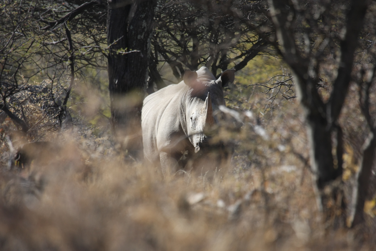 [4778] 2016_06_23_04_23_55_Africa_Canon_EOS_40D_IMG__00057.jpg