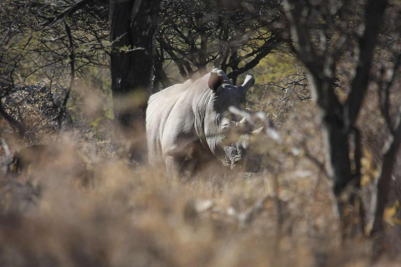 [4786] 2016_06_23_04_23_59_Africa_Canon_EOS_40D_IMG__00059.jpg