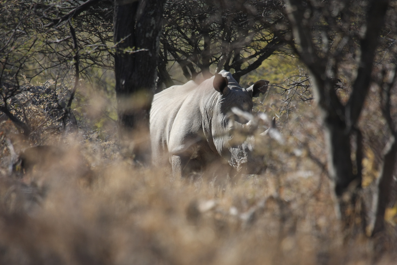 [4788] 2016_06_23_04_23_59_Africa_Canon_EOS_40D_IMG__00061.jpg