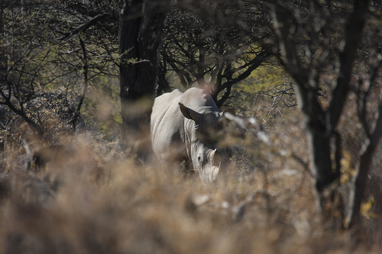 [4805] 2016_06_23_04_24_07_Africa_Canon_EOS_40D_IMG__00899.jpg
