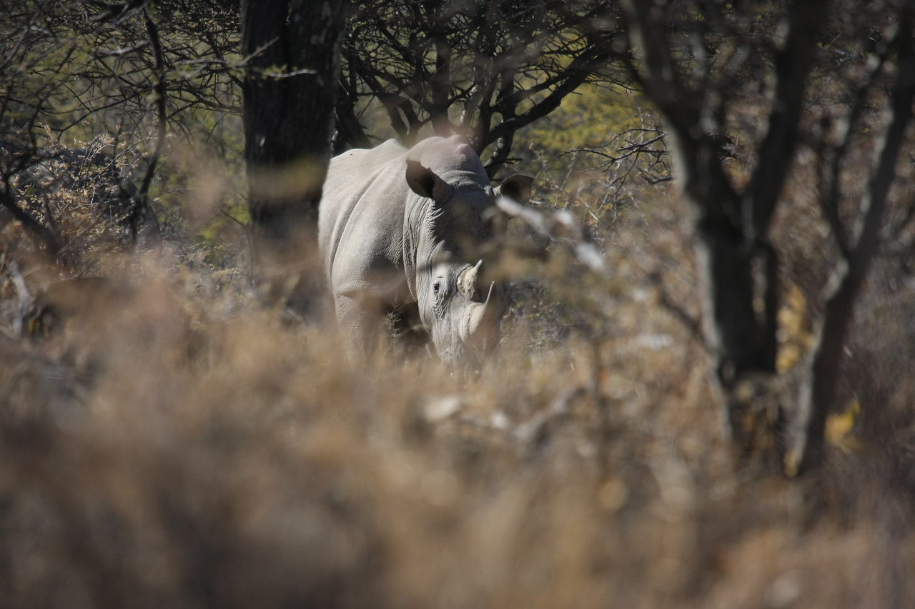 [4808] 2016_06_23_04_24_15_Africa_Canon_EOS_40D_IMG__00067.jpg