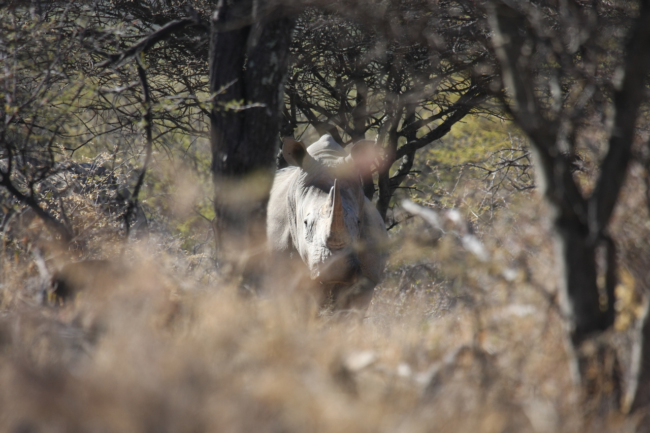 [4839] 2016_06_23_04_24_34_Africa_Canon_EOS_40D_IMG__00078.jpg