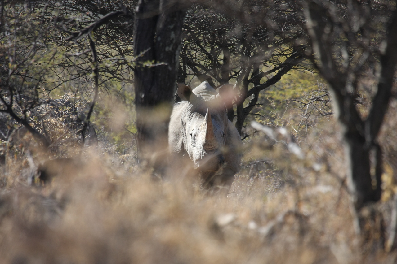 [4843] 2016_06_23_04_24_34_Africa_Canon_EOS_40D_IMG__08357.jpg