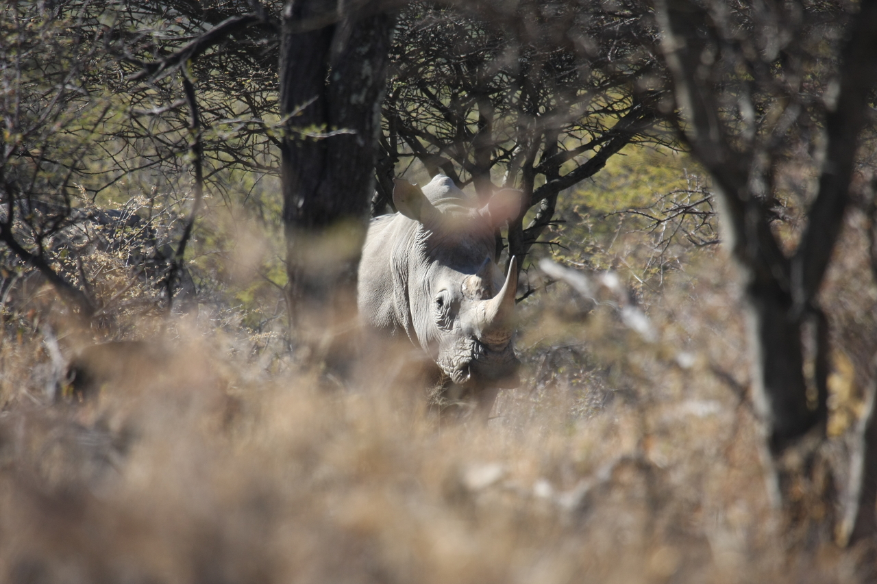 [4850] 2016_06_23_04_24_37_Africa_Canon_EOS_40D_IMG__00081.jpg