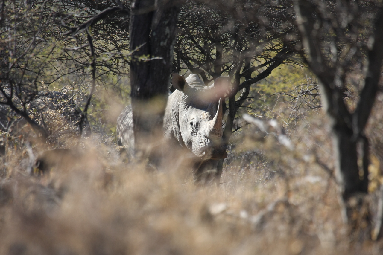 [4863] 2016_06_23_04_24_49_Africa_Canon_EOS_40D_IMG__00084.jpg