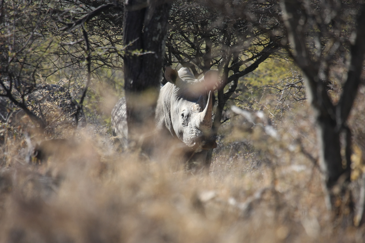 [4868] 2016_06_23_04_24_49_Africa_Canon_EOS_40D_IMG__08364.jpg