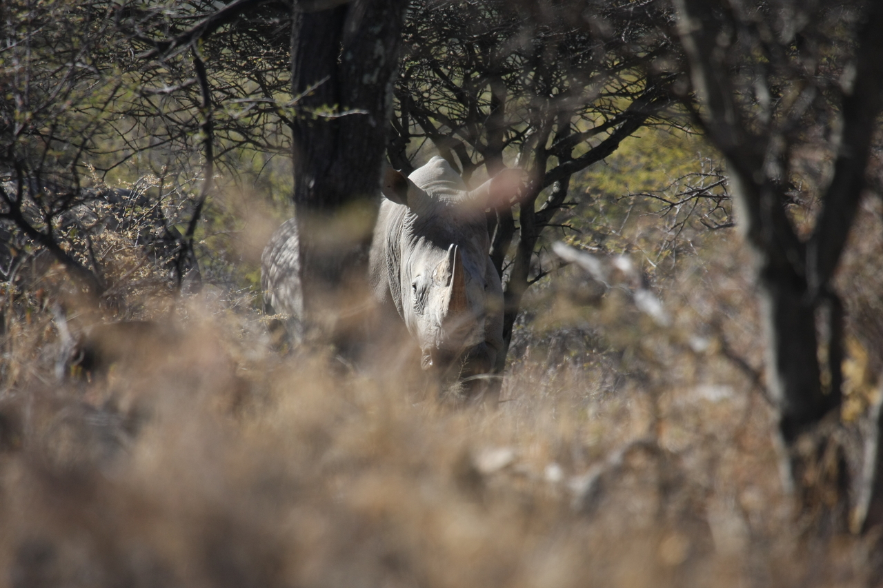 [4874] 2016_06_23_04_24_54_Africa_Canon_EOS_40D_IMG__00087.jpg
