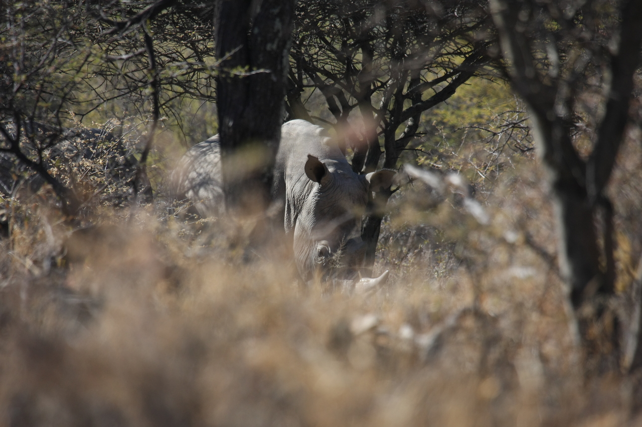 [4890] 2016_06_23_04_25_17_Africa_Canon_EOS_40D_IMG__08370.jpg
