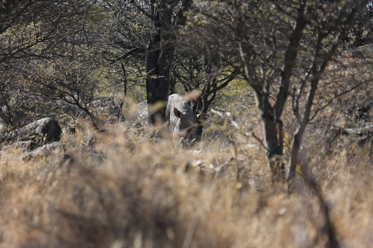 [4902] 2016_06_23_04_25_31_Africa_Canon_EOS_40D_IMG__00095.jpg