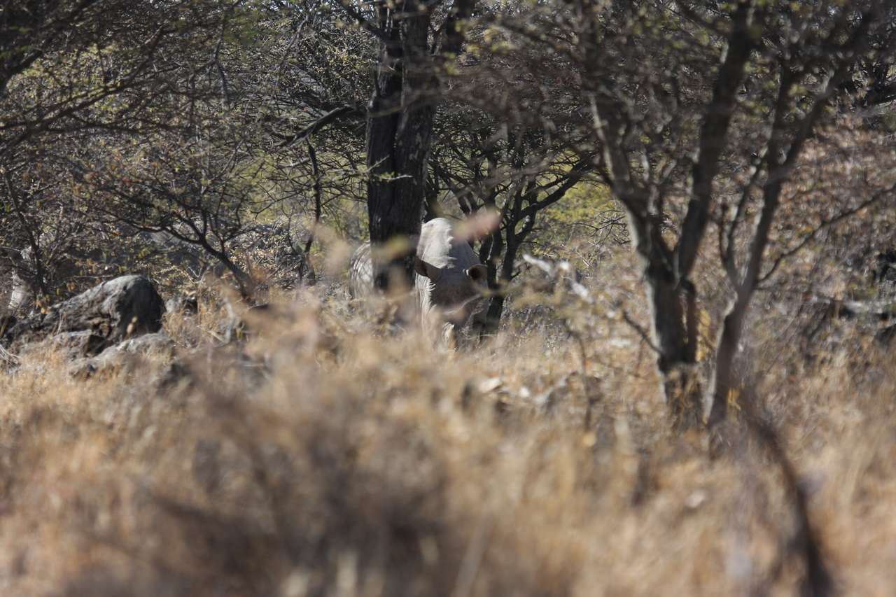 [4904] 2016_06_23_04_25_31_Africa_Canon_EOS_40D_IMG__00097.jpg
