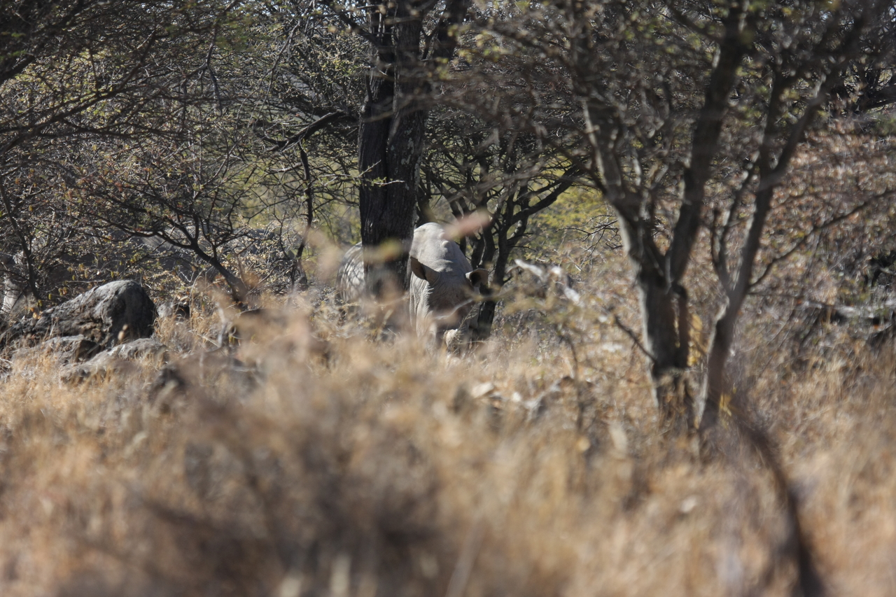 [4909] 2016_06_23_04_25_31_Africa_Canon_EOS_40D_IMG__08377.jpg
