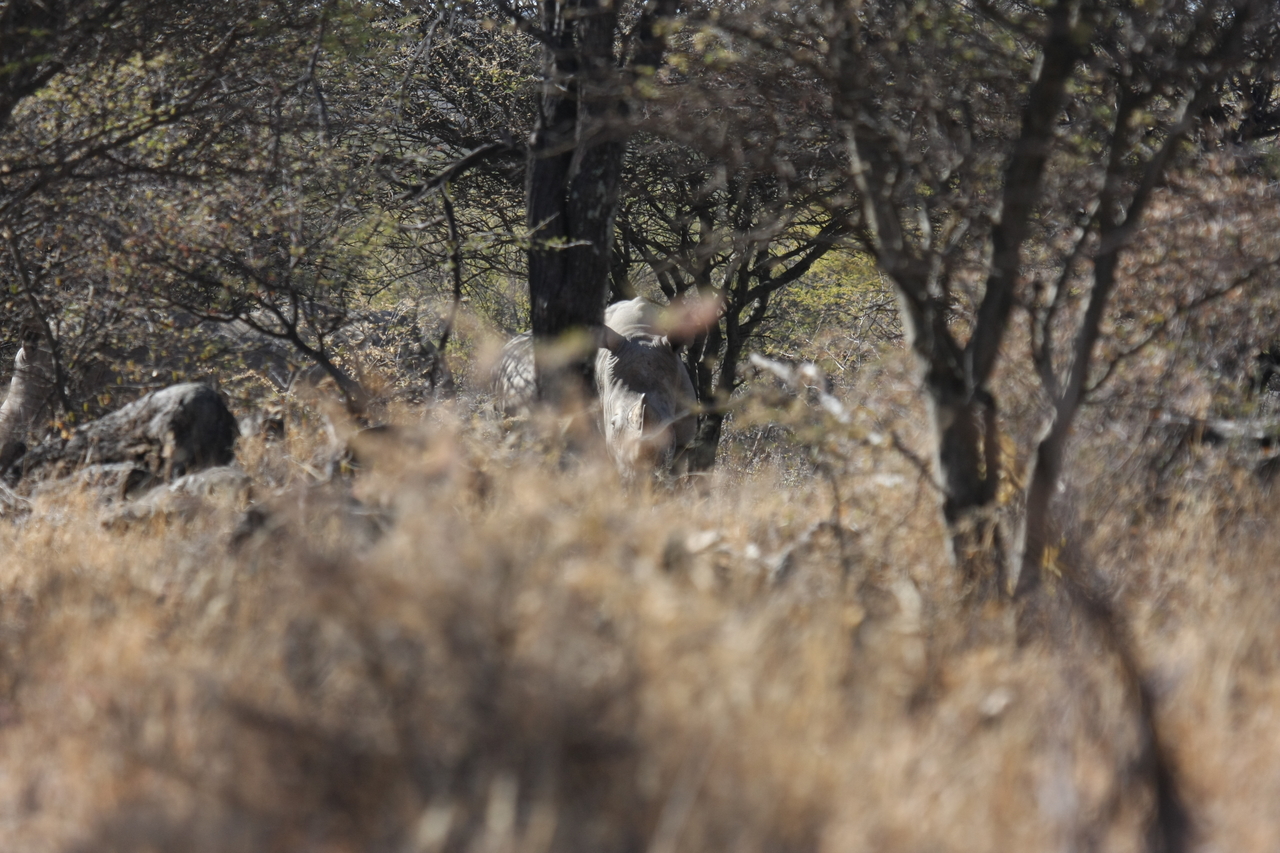 [4916] 2016_06_23_04_25_36_Africa_Canon_EOS_40D_IMG__08380.jpg