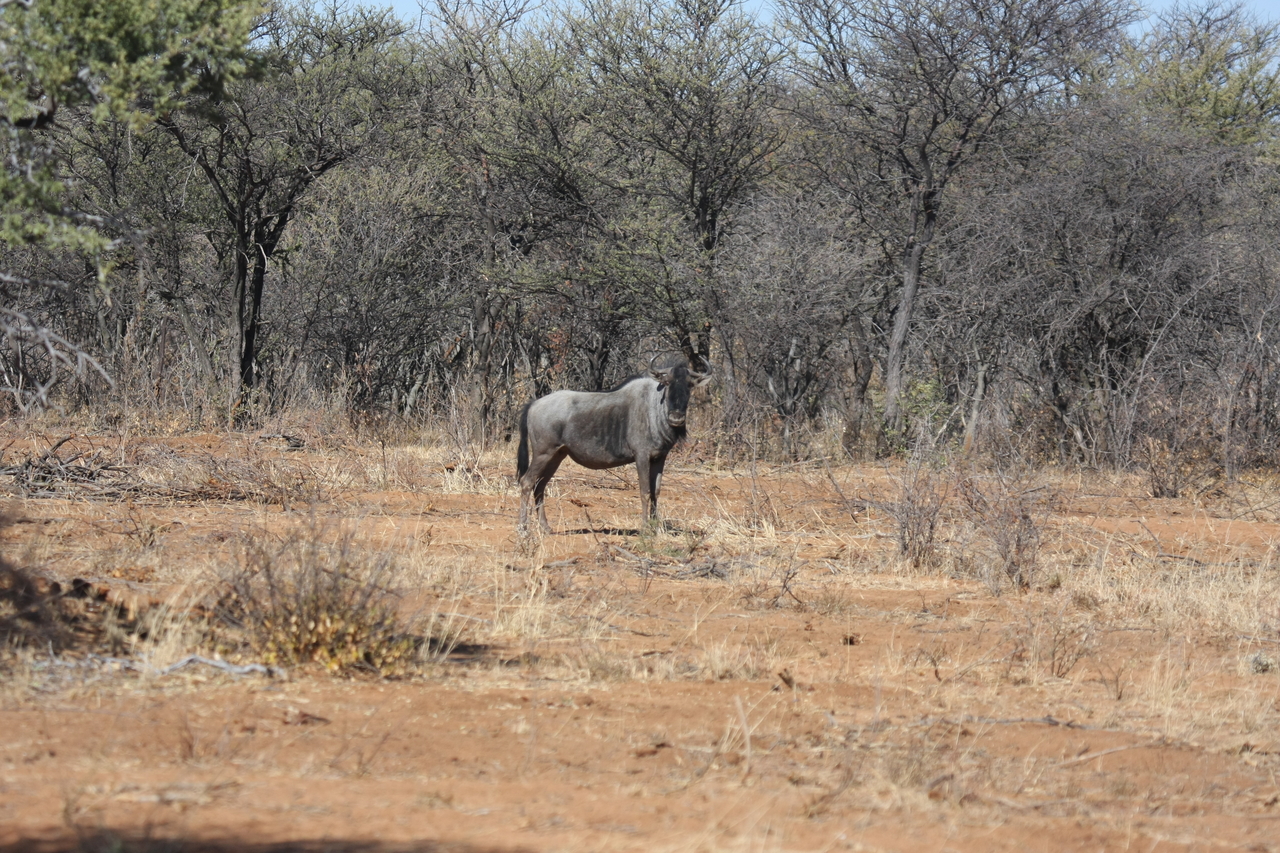 [4964] 2016_06_23_04_50_50_Africa_Canon_EOS_40D_IMG__08390.jpg