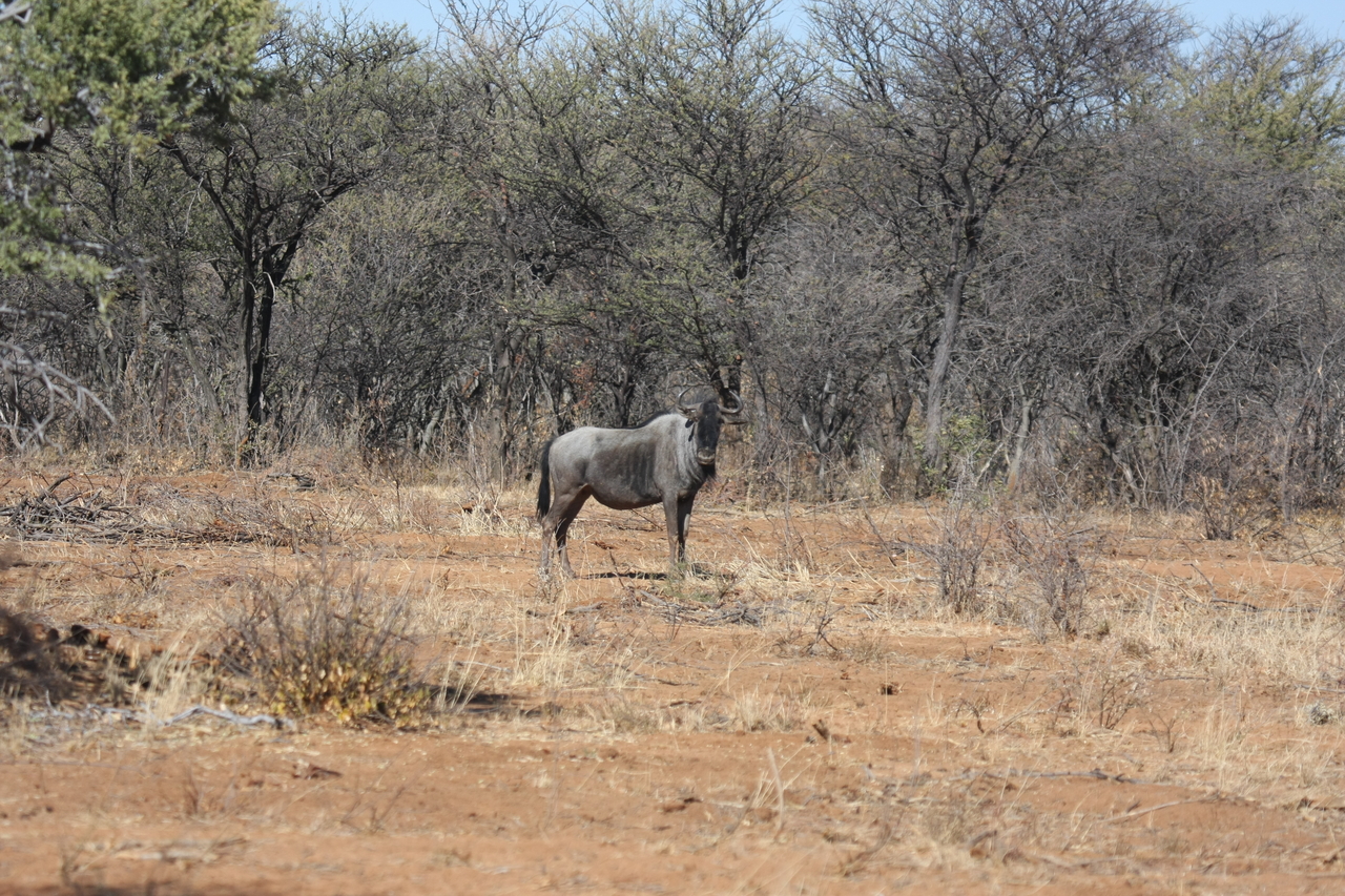 [4965] 2016_06_23_04_50_50_Africa_Canon_EOS_40D_IMG__08391.jpg