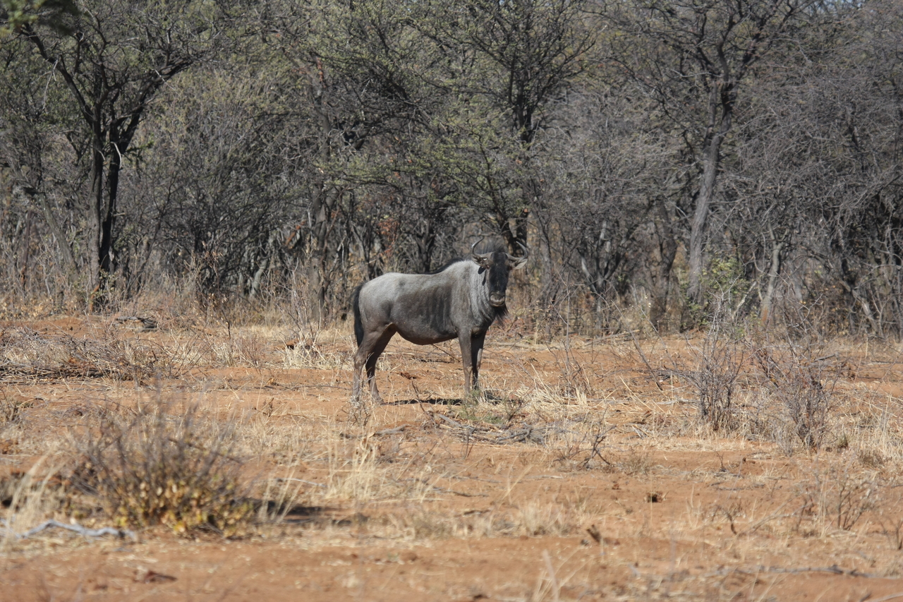 [4966] 2016_06_23_04_50_58_Africa_Canon_EOS_40D_IMG__00111.jpg