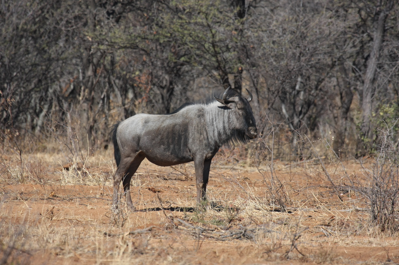 [4972] 2016_06_23_04_51_06_Africa_Canon_EOS_40D_IMG__00947.jpg