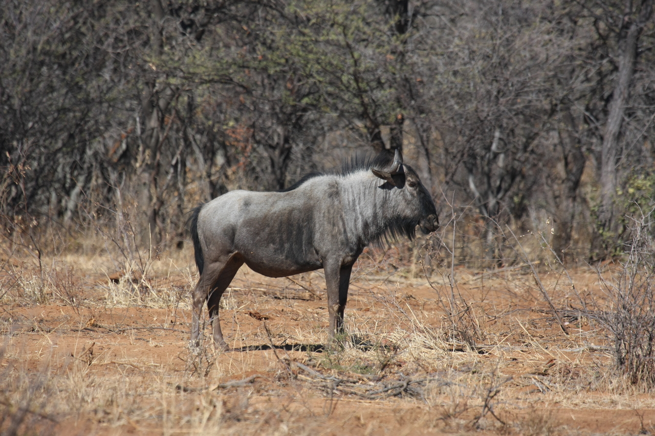 [4973] 2016_06_23_04_51_06_Africa_Canon_EOS_40D_IMG__08393.jpg