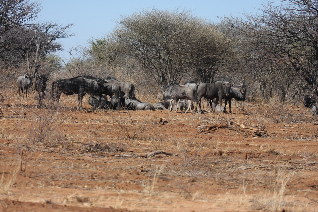 [4984] 2016_06_23_04_51_51_Africa_Canon_EOS_40D_IMG__00950.jpg