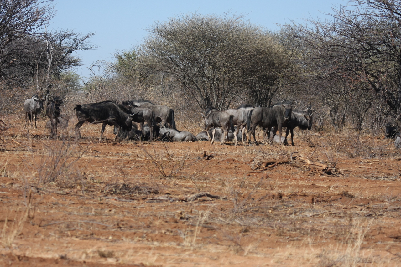 [4989] 2016_06_23_04_51_51_Africa_Canon_EOS_40D_IMG__08399.jpg