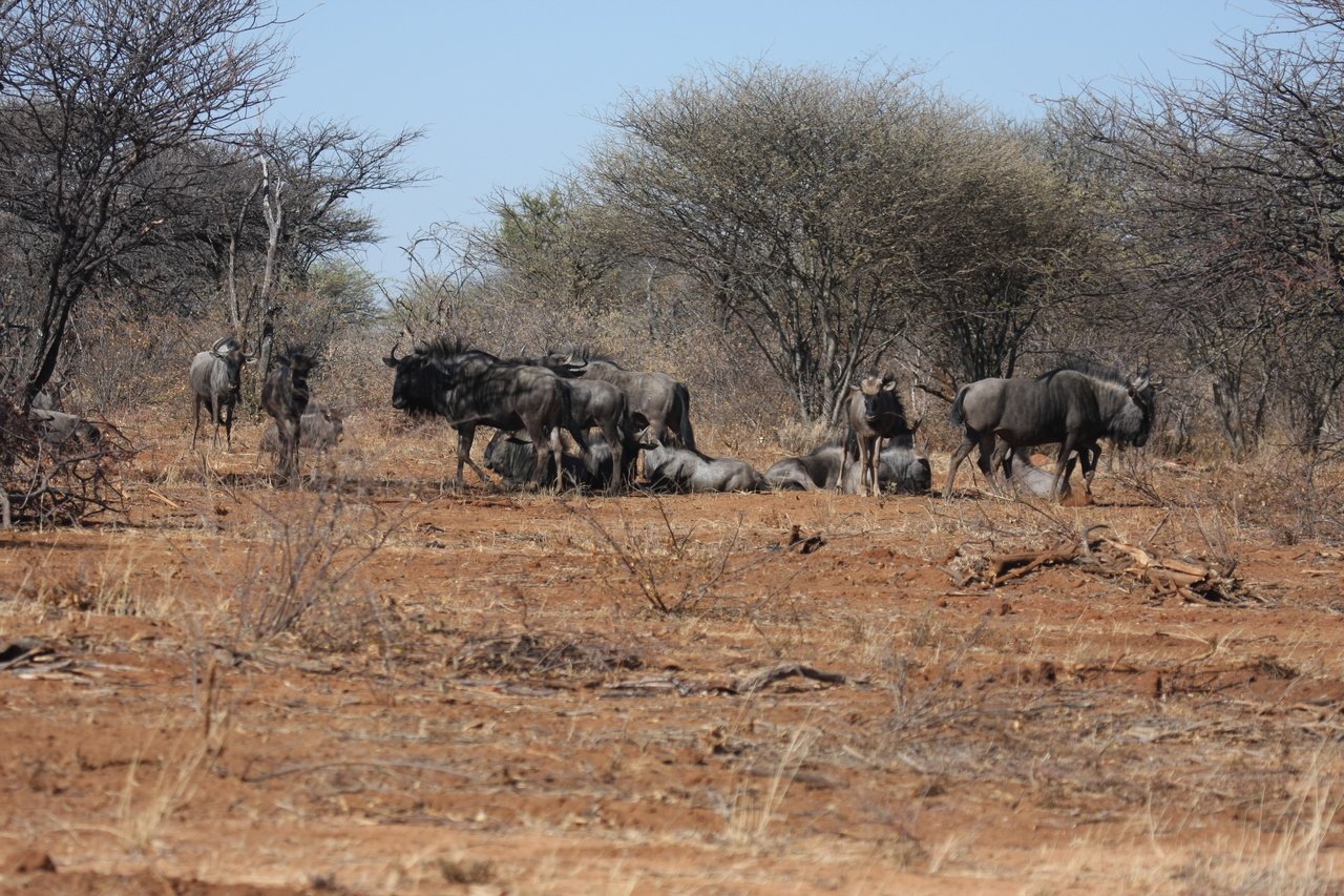 [4991] 2016_06_23_04_51_56_Africa_Canon_EOS_40D_IMG__00120.jpg