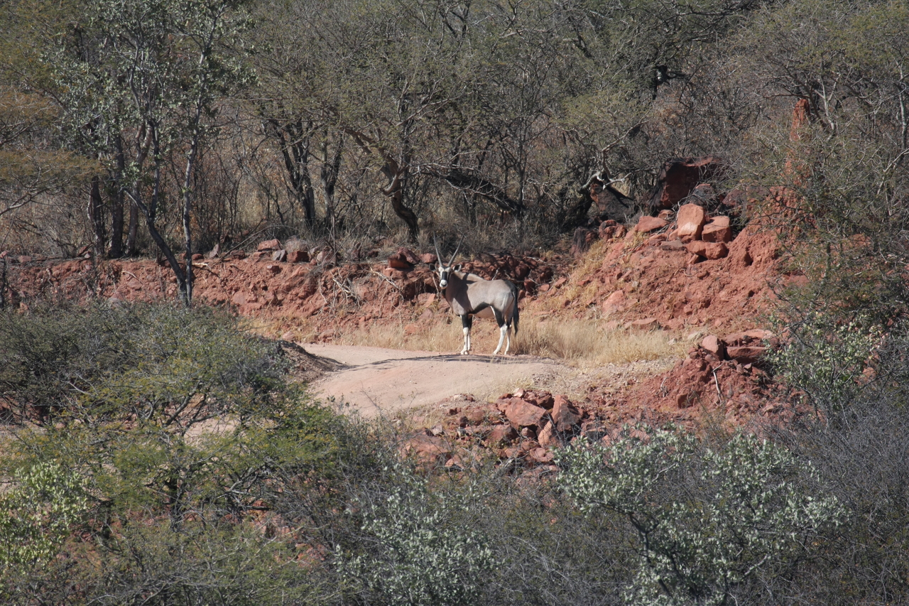 [5031] 2016_06_23_05_23_41_Africa_Canon_EOS_40D_IMG__08405.jpg